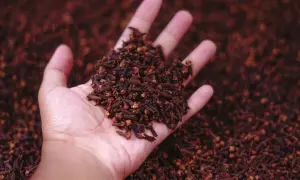 Dłoń trzyma garść goździków, aromatycznej przyprawy, która nada głębi smaku każdej potrawie.