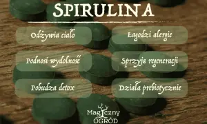 Spirulina: odżywia ciało, łagodzi alergie, podnosi wydolność, sprzyja regeneracji, pobudza detox, działa prebiotycznie. Dowiedz się, spirulina co to za cud natury!
