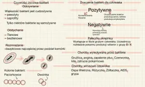 Schemat przedstawia cykl życiowy bakterii, ich znaczenie dla człowieka (pozytywne i negatywne) oraz choroby wywoływane przez bakterie i wirusy.