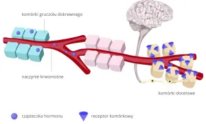 Ilustracja pokazuje, jak hormony z gruczołów dokrewnych krążą we krwi, docierając do komórek docelowych. To kluczowy mechanizm, który pomaga zrozumieć, jak uspokoić układ nerwowy.
