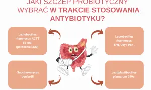 Jaki probiotyk przed czy po antybiotyku? Grafika pokazuje jelita z opatrunkami, otoczone nazwami szczepów probiotycznych.