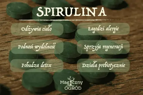 Spirulina: odżywia ciało, łagodzi alergie, podnosi wydolność, sprzyja regeneracji, pobudza detox, działa prebiotycznie. Dowiedz się, spirulina co to za cud natury!