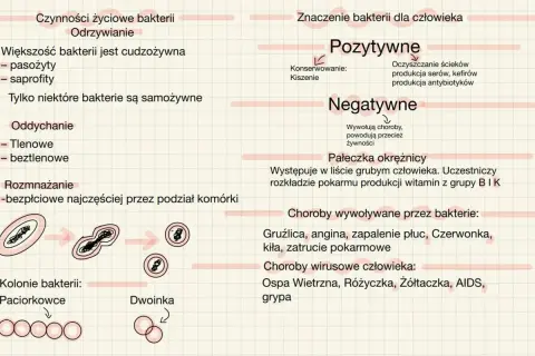 Schemat przedstawia cykl życiowy bakterii, ich znaczenie dla człowieka (pozytywne i negatywne) oraz choroby wywoływane przez bakterie i wirusy.