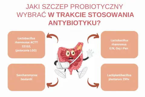 Jaki probiotyk przed czy po antybiotyku? Grafika pokazuje jelita z opatrunkami, otoczone nazwami szczepów probiotycznych.