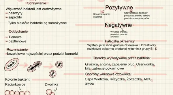 Schemat przedstawia cykl życiowy bakterii, ich znaczenie dla człowieka (pozytywne i negatywne) oraz choroby wywoływane przez bakterie i wirusy.