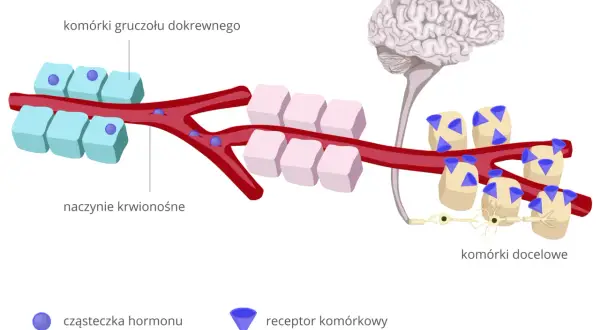 Ilustracja pokazuje, jak hormony z gruczołów dokrewnych krążą we krwi, docierając do komórek docelowych. To kluczowy mechanizm, który pomaga zrozumieć, jak uspokoić układ nerwowy.