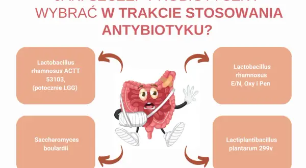 Jaki probiotyk przed czy po antybiotyku? Grafika pokazuje jelita z opatrunkami, otoczone nazwami szczepów probiotycznych.