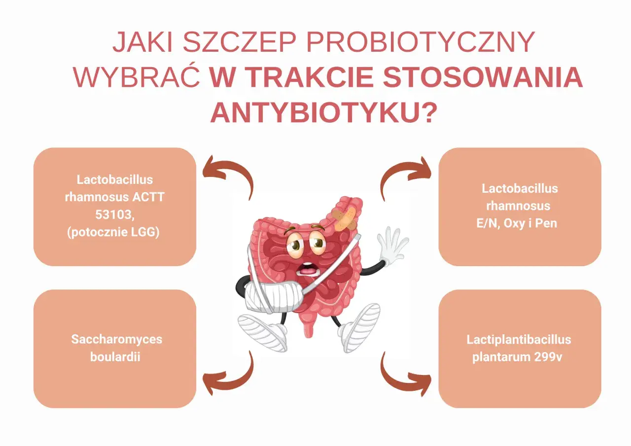 Jaki probiotyk przed czy po antybiotyku? Grafika pokazuje jelita z opatrunkami, otoczone nazwami szczepów probiotycznych.