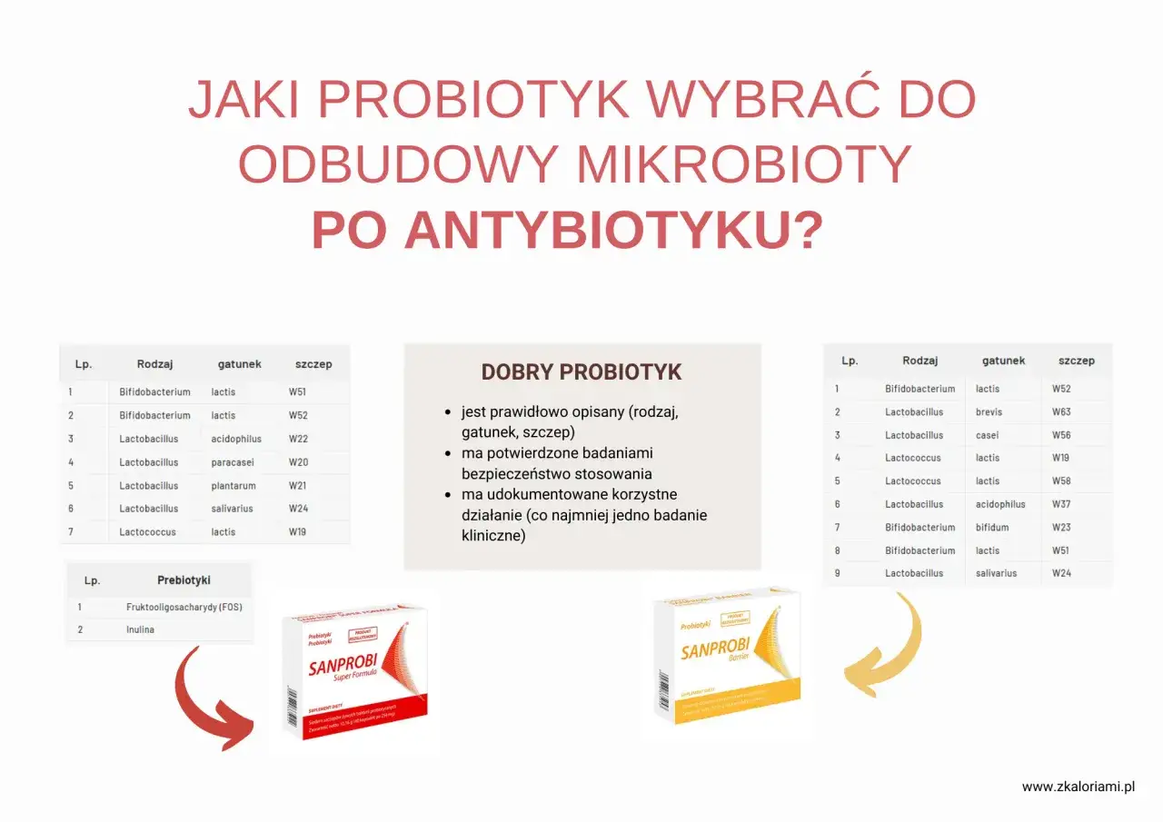 Jaki probiotyk wybrać po antybiotyku? Lista szczepów i produktów wspierających odbudowę mikrobioty.