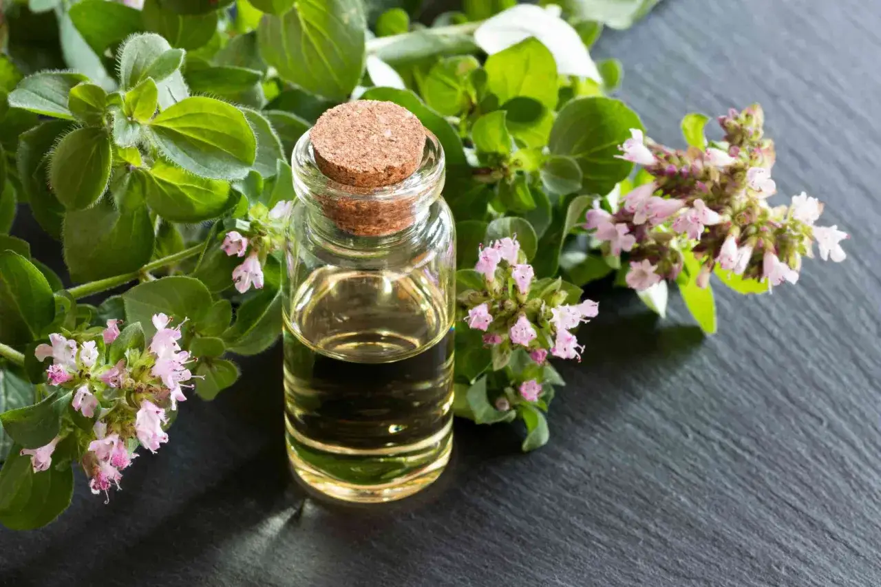 Olejek z oregano na co? Mała buteleczka z olejkiem na tle gałązek z liśćmi i kwiatami oregano.