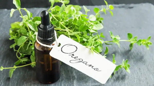 Butelka olejku z oregano, obok świeżych gałązek. Olejek z oregano na co? Na zdrowie i odporność.